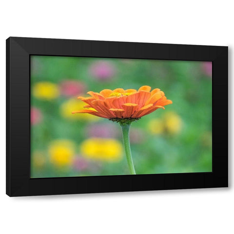 Washington State-Oakville-Pacific Northwest zinnia flower Black Modern Wood Framed Art Print by Gulin, Sylvia