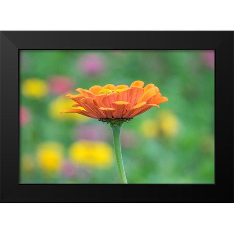 Washington State-Oakville-Pacific Northwest zinnia flower Black Modern Wood Framed Art Print by Gulin, Sylvia
