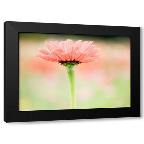 Washington State-Oakville-Pacific Northwest zinnia flower Black Modern Wood Framed Art Print with Double Matting by Gulin, Sylvia
