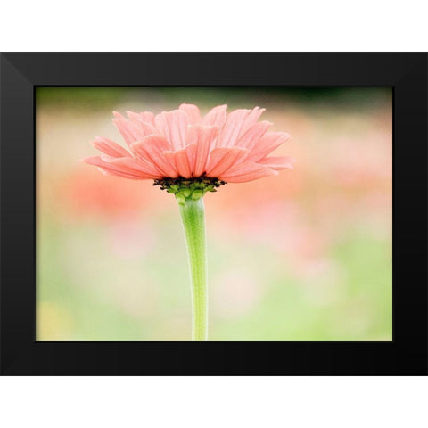 Washington State-Oakville-Pacific Northwest zinnia flower Black Modern Wood Framed Art Print by Gulin, Sylvia