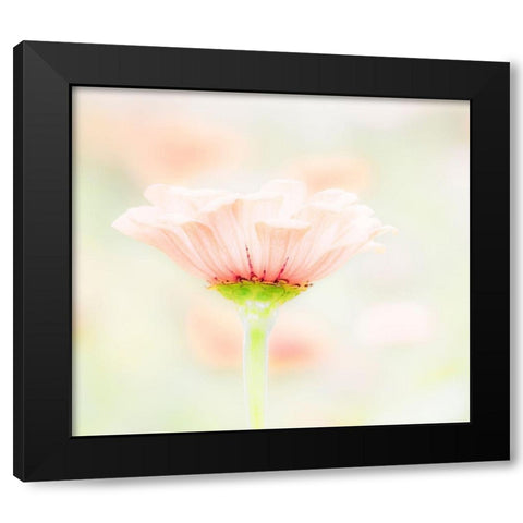 Washington State-Oakville-Pacific Northwest zinnia flower Black Modern Wood Framed Art Print by Gulin, Sylvia