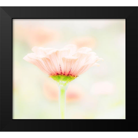 Washington State-Oakville-Pacific Northwest zinnia flower Black Modern Wood Framed Art Print by Gulin, Sylvia