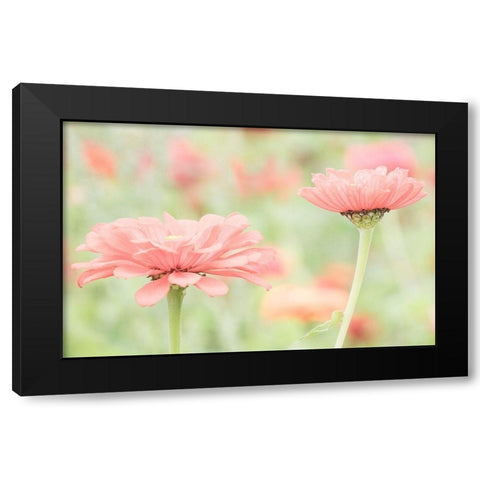 Washington State-Oakville-Pacific Northwest zinnia flower Black Modern Wood Framed Art Print with Double Matting by Gulin, Sylvia