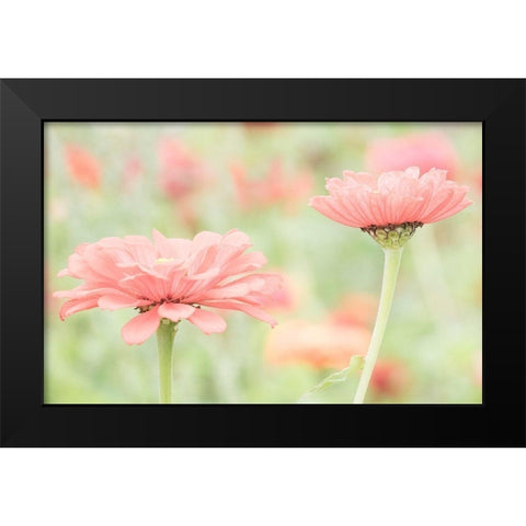 Washington State-Oakville-Pacific Northwest zinnia flower Black Modern Wood Framed Art Print by Gulin, Sylvia