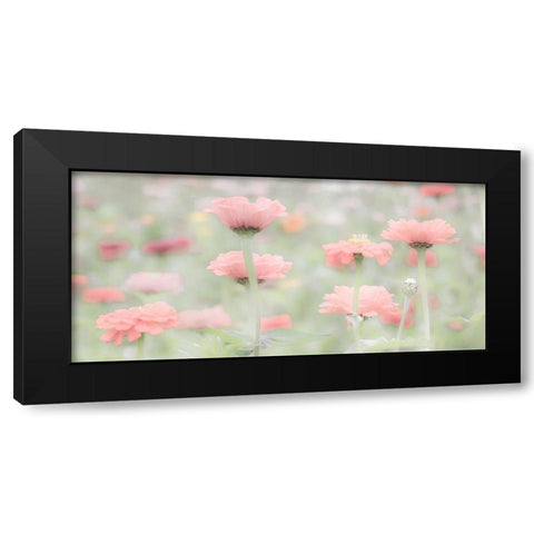 Washington State-Oakville-Pacific Northwest zinnia flower Black Modern Wood Framed Art Print with Double Matting by Gulin, Sylvia