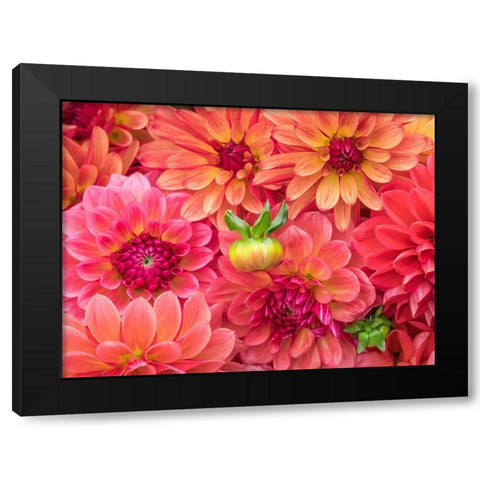 Washington State-Sammamish Dahlia flower design and patterns Black Modern Wood Framed Art Print with Double Matting by Gulin, Sylvia