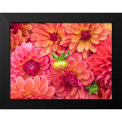 Washington State-Sammamish Dahlia flower design and patterns Black Modern Wood Framed Art Print by Gulin, Sylvia