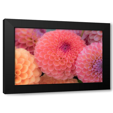 Washington State-Sammamish Dahlia flower design and patterns Black Modern Wood Framed Art Print with Double Matting by Gulin, Sylvia