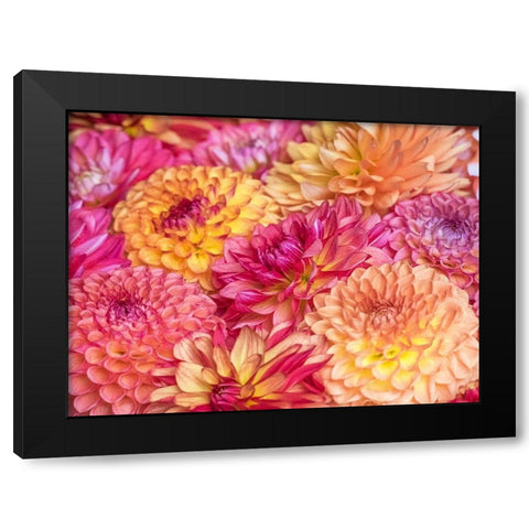 Washington State-Sammamish Dahlia flower design and patterns Black Modern Wood Framed Art Print with Double Matting by Gulin, Sylvia