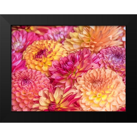 Washington State-Sammamish Dahlia flower design and patterns Black Modern Wood Framed Art Print by Gulin, Sylvia