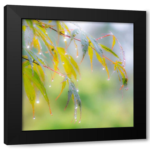 Washington State-Sammamish dew drops on Japanese Maple leaves Black Modern Wood Framed Art Print by Gulin, Sylvia