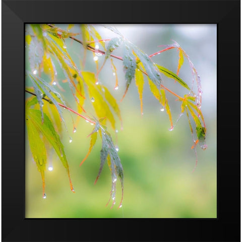 Washington State-Sammamish dew drops on Japanese Maple leaves Black Modern Wood Framed Art Print by Gulin, Sylvia