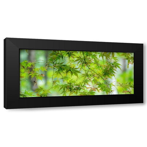 Washington State-Sammamish-looking up through Japanese Maple Leaves in Autumns colors Black Modern Wood Framed Art Print with Double Matting by Gulin, Sylvia