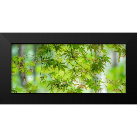 Washington State-Sammamish-looking up through Japanese Maple Leaves in Autumns colors Black Modern Wood Framed Art Print by Gulin, Sylvia