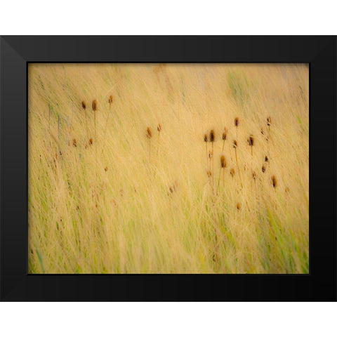 Washington State-Palouse-Eastern Washington and Teasel and grasses gold colors Black Modern Wood Framed Art Print by Gulin, Sylvia