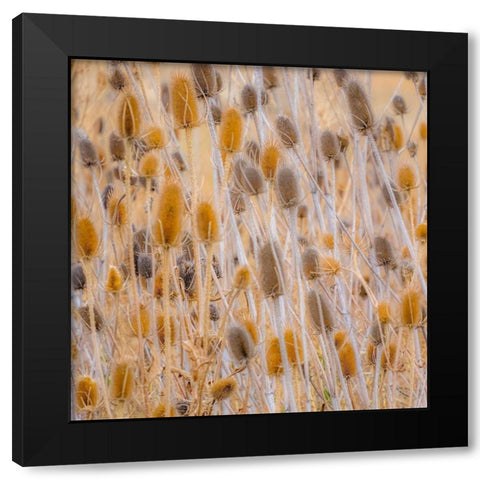 Washington State-Palouse-Eastern Washington and Teasel and grasses gold colors Black Modern Wood Framed Art Print with Double Matting by Gulin, Sylvia