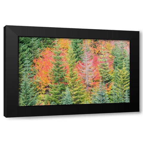 Stampede Pass-Washington State-Cascade Mountains with reds of Vine Maple trees Black Modern Wood Framed Art Print with Double Matting by Gulin, Sylvia