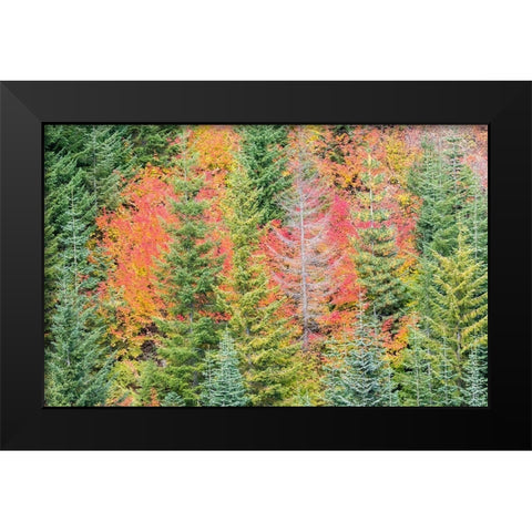 Stampede Pass-Washington State-Cascade Mountains with reds of Vine Maple trees Black Modern Wood Framed Art Print by Gulin, Sylvia