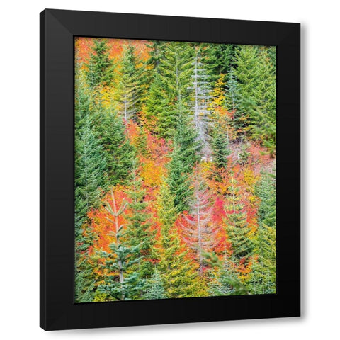Stampede Pass-Washington State-Cascade Mountains with reds of Vine Maple trees Black Modern Wood Framed Art Print with Double Matting by Gulin, Sylvia