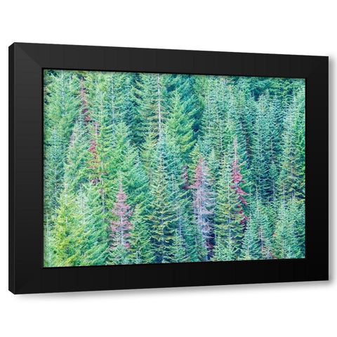 Stampede Pass-Washington State-Cascade Mountains Douglas Fir Evergreens autumn Black Modern Wood Framed Art Print by Gulin, Sylvia