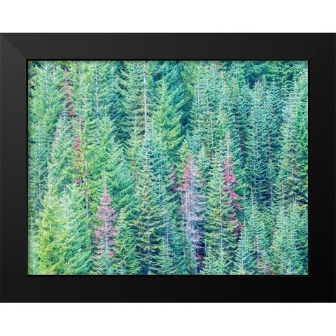 Stampede Pass-Washington State-Cascade Mountains Douglas Fir Evergreens autumn Black Modern Wood Framed Art Print by Gulin, Sylvia