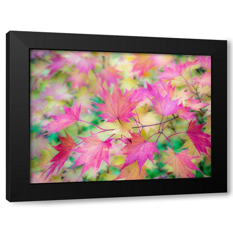 Washington State-Sammamish Japanese Maple leaves fall colors in gold and reds Black Modern Wood Framed Art Print with Double Matting by Gulin, Sylvia