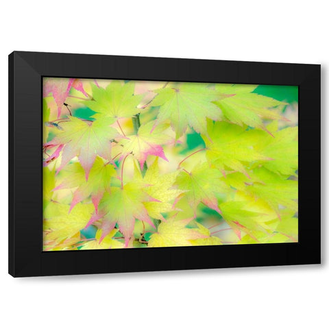 Washington State-Sammamish Japanese Maple leaves fall colors in gold and reds Black Modern Wood Framed Art Print with Double Matting by Gulin, Sylvia