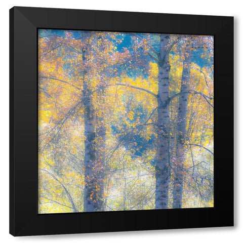 Washington State-Preston with Cottonwood trees springtime leafing out Black Modern Wood Framed Art Print with Double Matting by Gulin, Sylvia