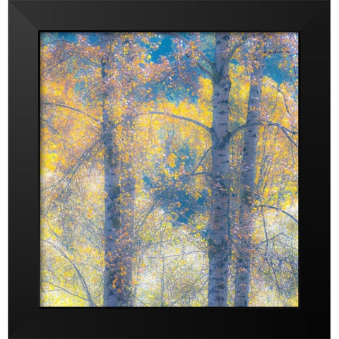 Washington State-Preston with Cottonwood trees springtime leafing out Black Modern Wood Framed Art Print by Gulin, Sylvia