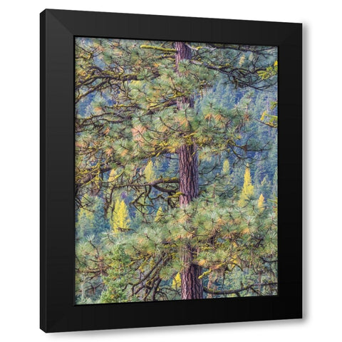 Washington State-Blewett Pass in autumn and Pine Trees Black Modern Wood Framed Art Print with Double Matting by Gulin, Sylvia