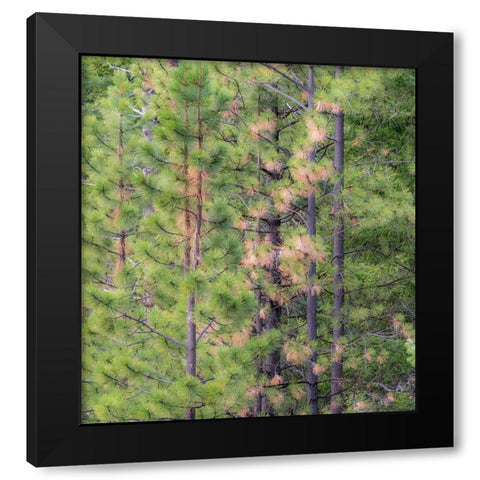 Washington State-Blewett Pass in autumn and Pine Trees Black Modern Wood Framed Art Print with Double Matting by Gulin, Sylvia