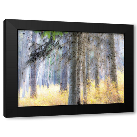 Washington State-Blewett Pass in autumn and Larch trees in fire damaged area Black Modern Wood Framed Art Print with Double Matting by Gulin, Sylvia
