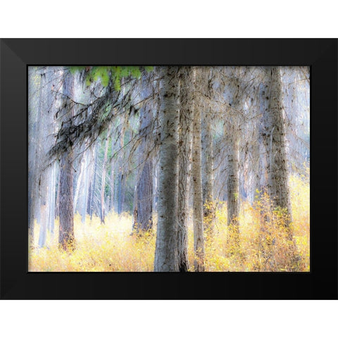 Washington State-Blewett Pass in autumn and Larch trees in fire damaged area Black Modern Wood Framed Art Print by Gulin, Sylvia