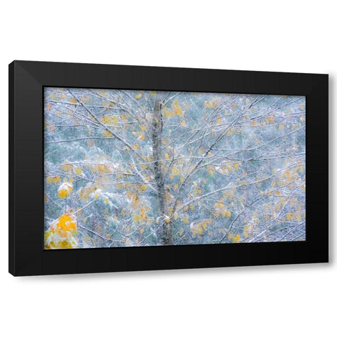 Washington State-Sammamish fresh Autumn snowfall on Fall Colored Japanese Cherry trees Black Modern Wood Framed Art Print by Gulin, Sylvia