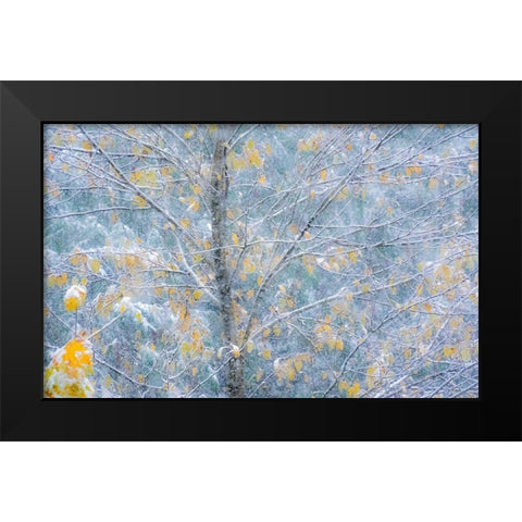 Washington State-Sammamish fresh Autumn snowfall on Fall Colored Japanese Cherry trees Black Modern Wood Framed Art Print by Gulin, Sylvia