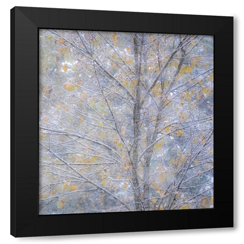 Washington State-Sammamish fresh Autumn snowfall on Fall Colored Japanese Cherry trees Black Modern Wood Framed Art Print by Gulin, Sylvia