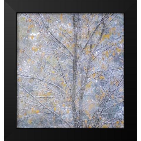 Washington State-Sammamish fresh Autumn snowfall on Fall Colored Japanese Cherry trees Black Modern Wood Framed Art Print by Gulin, Sylvia