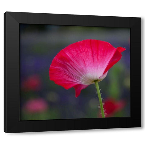 Washington State-Sequim-early summer blooming red poppies Black Modern Wood Framed Art Print by Gulin, Sylvia