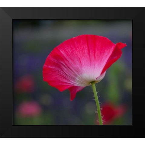 Washington State-Sequim-early summer blooming red poppies Black Modern Wood Framed Art Print by Gulin, Sylvia