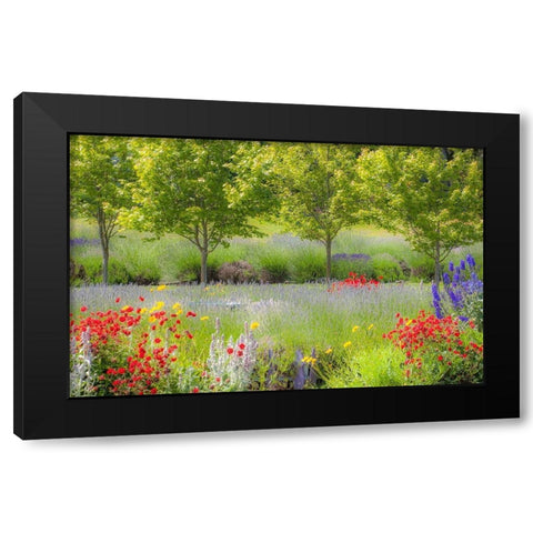 Sequim-Washington State-Pacific Northwest Red Poppies-Lavender garden Black Modern Wood Framed Art Print with Double Matting by Gulin, Sylvia
