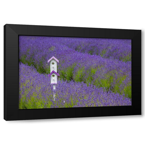 Washington State-Sequim-early summer blooming Lavender fields rows with bird house Black Modern Wood Framed Art Print with Double Matting by Gulin, Sylvia