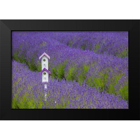 Washington State-Sequim-early summer blooming Lavender fields rows with bird house Black Modern Wood Framed Art Print by Gulin, Sylvia