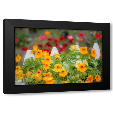 Washington State-Sequim-early summer blooming Nasturtium and white picket fence Black Modern Wood Framed Art Print by Gulin, Sylvia