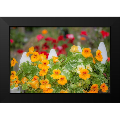 Washington State-Sequim-early summer blooming Nasturtium and white picket fence Black Modern Wood Framed Art Print by Gulin, Sylvia