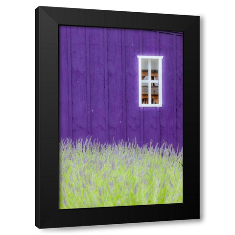 Sequim-Washington State-field of Lavender and Lavender painted wood barn and white framed window Black Modern Wood Framed Art Print with Double Matting by Gulin, Sylvia