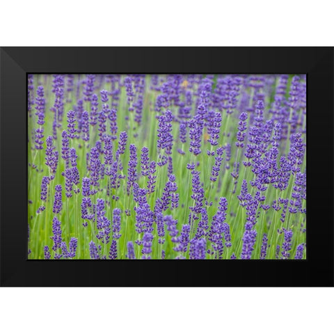 Washington State-Sequim-early summer blooming Lavender fields Black Modern Wood Framed Art Print by Gulin, Sylvia