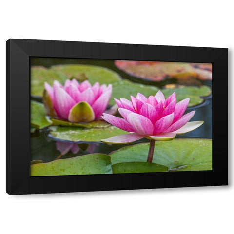 Washington State-Seattle-Woodland Park garden with waterlilies blooming Black Modern Wood Framed Art Print with Double Matting by Gulin, Sylvia
