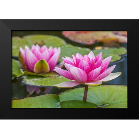 Washington State-Seattle-Woodland Park garden with waterlilies blooming Black Modern Wood Framed Art Print by Gulin, Sylvia