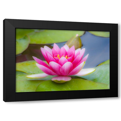 Washington State-Seattle-Woodland Park garden with waterlilies blooming Black Modern Wood Framed Art Print with Double Matting by Gulin, Sylvia