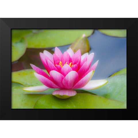 Washington State-Seattle-Woodland Park garden with waterlilies blooming Black Modern Wood Framed Art Print by Gulin, Sylvia